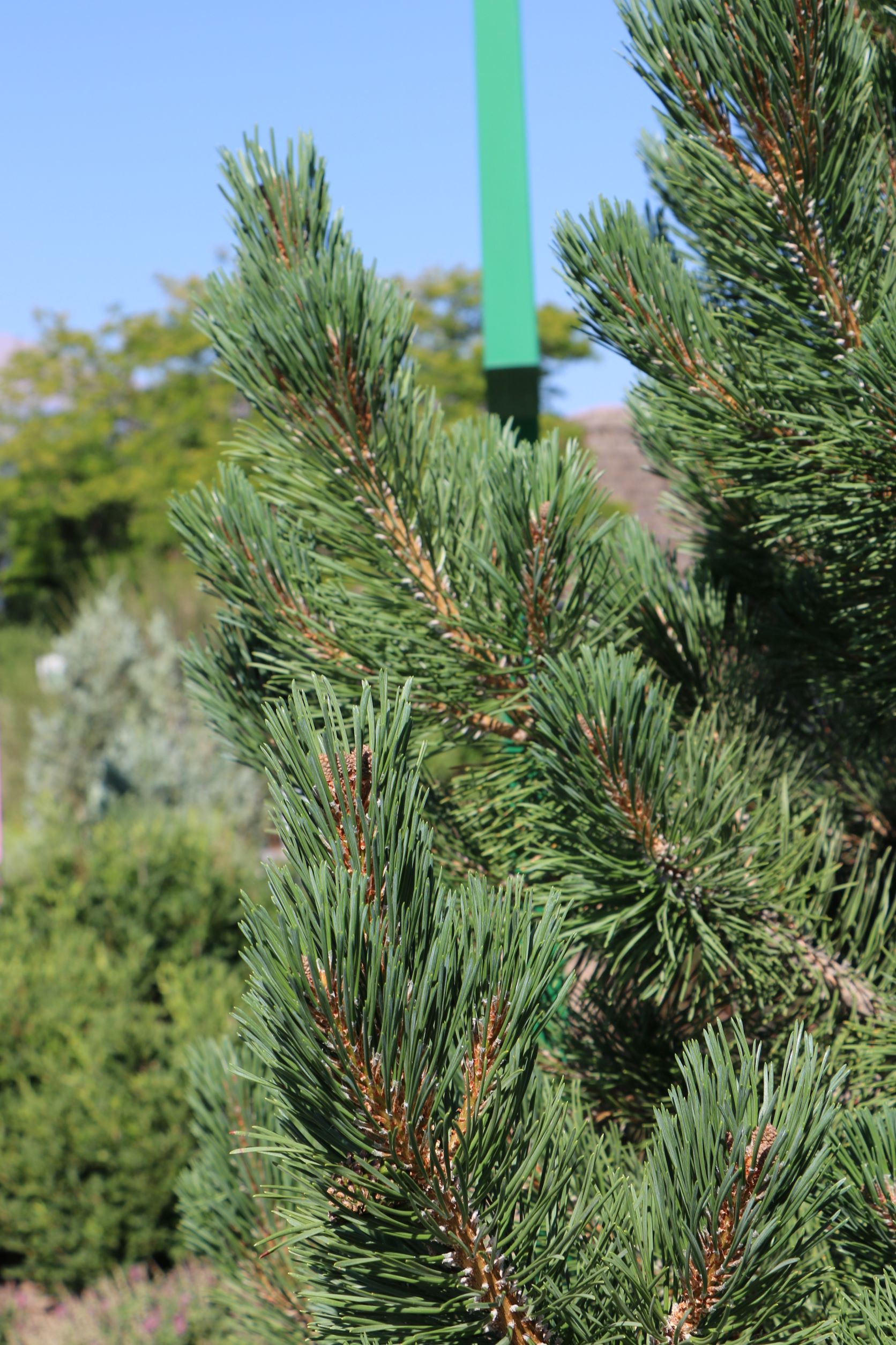 Tannenbaum Mugo Pine
